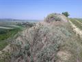 اروشیا